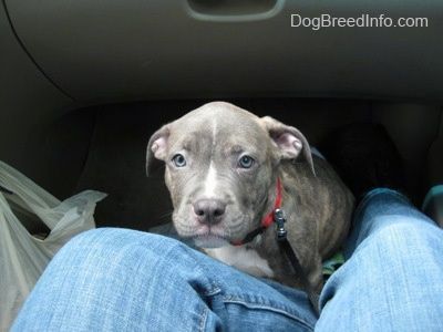 En valp med blå nese Pit Bull Terrier sitter foran en person som sitter i passasjersetet til et kjøretøy. Valpen ser opp på personen i stolen.