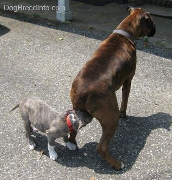 Sinisen nenän brindle Pit Bull Terrier haistaa ruskean mustaa ja valkoista nyrkkeilijää.