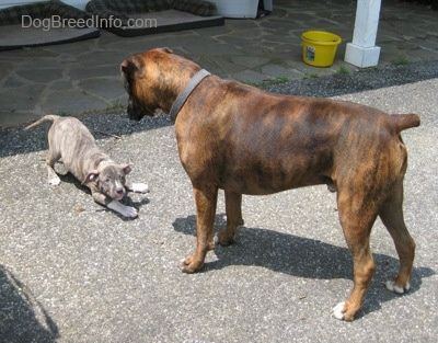 Un cățeluș pit Bull Terrier cu nas albastru se joacă să se plece în fața unui maro cu Boxer alb-negru. Sunt pe o alee.
