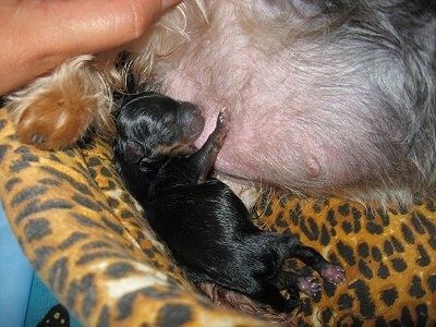 Mažas šlapias juodas ir įdegęs šuniukas, slaugantis mamą ant leopardo rašto pagalvėlės.