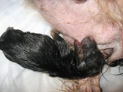 Viršutinis vaizdas iš šlapio juodo Yorkie šuniuko, gulančio rankšluosčiu ir slaugančio.
