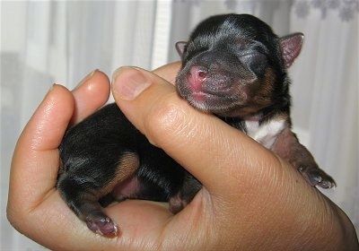 Žmogus ore laiko ką tik gimusį mažytį juodą ir įdegį su baltu šuniuku. Šuniukas turi rausvą nosį ir mažas perkeltas ausis.