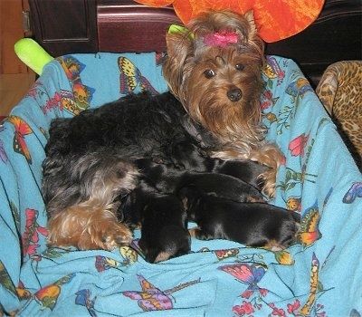Juodos spalvos rudas „Yorkie“ šuo su rausvu lanku plaukuose guli šnypščios dėžutės gale ir slaugo keturis šuniukus.