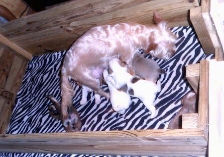 Įdegusi Yorkie motina šuo stovi medinėje dėžutėje su juodai baltu leopardo dryžuotu antklodė su jos slaugos šuniukų vadele.