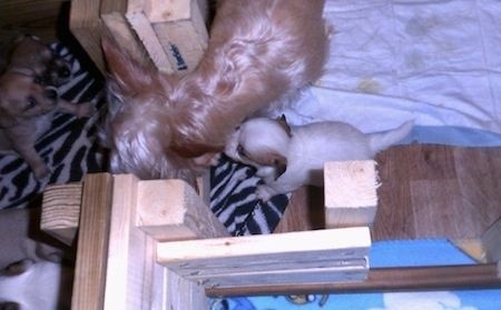Ruda Yorkie užtvanka stovi priešais duris šnypščiančioje dėžutėje ant šlapinimosi pagalvėlės, o už jos šonu šnopuoja šuniukas.