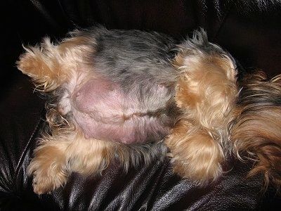 Vaizdas iš viršaus į labai didelį patinusį rudo ir juodo Jorkšyro terjero šuns pilvą, gulintį ant nugaros ant odinės sofos. Apatinėje pusėje rausva oda.