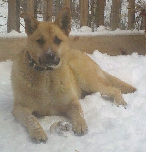 En tykk belagt brunbrun hund med store perkører, en lang snute og en svart nese iført en svart krage som ligger i snø og ser fremover.