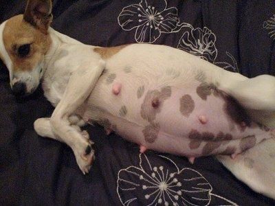 Ένα έγκυο Miniature Fox Terrier απλώνεται σε ένα σεντόνι. Έχει μια μεγάλη ροζ κοιλιά με καφέ πιγμέντα.