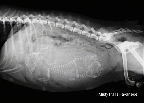 Grūtnieces aizsprosta rentgens, kurā redzami kucēnu kauli viņas iekšienē.