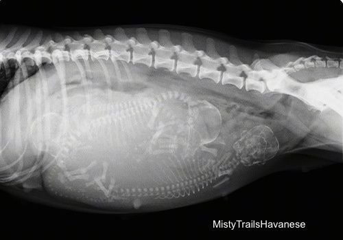 A terhes gát röntgenfelvétele a kölyökkutyákat mutatja benne.