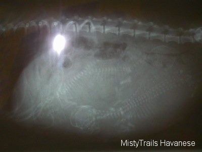 Négy kölyökkutyát mutató terhes gát röntgenfelvétele