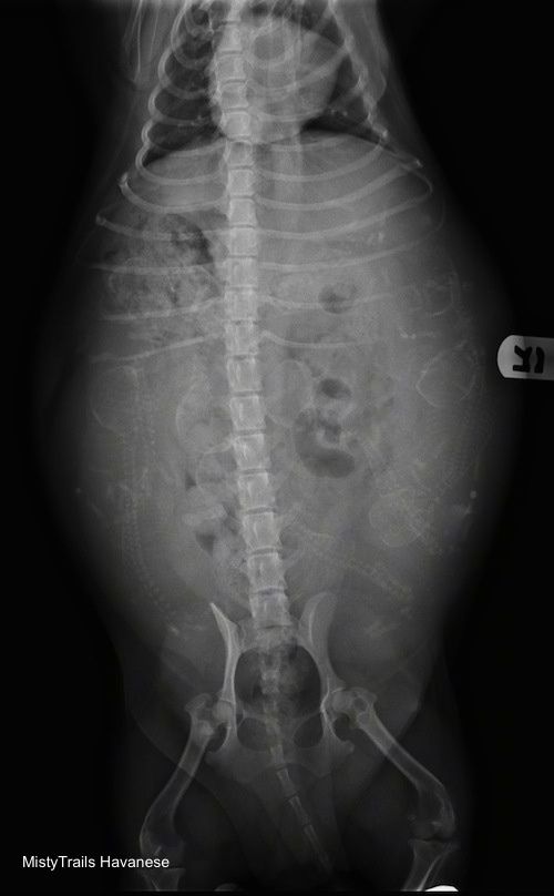 Grūtnieces dambja vēdera rentgena attēls, kas viņas iekšpusē rāda kucēnu kaulus.