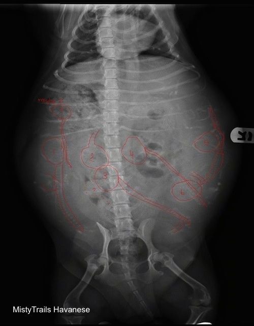 빨간색 윤곽선으로 표시된 강아지가있는 임신 한 댐의 X- 선.