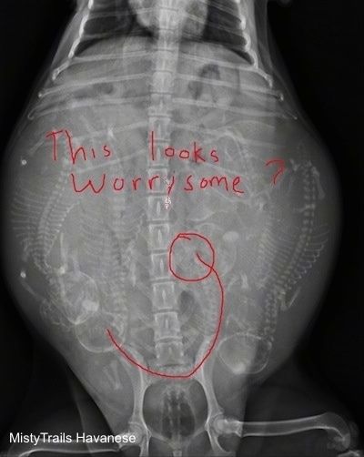 Рентгеновский снимок беременной матери, у которой щенок с изогнутым позвоночником обведен красным. Слова