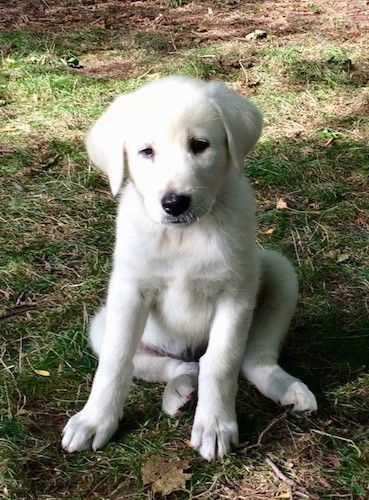 Младо велико штене чисто белих паса, меких ушију обешених са стране, црног носа и тамних очију које седе у траву