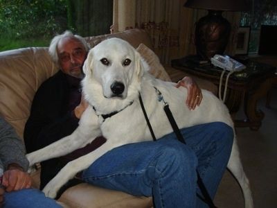 Anjing Akbash putih baka yang sangat besar di pangkuan lelaki yang duduk di sofa. Anjing itu kelihatan lebih besar daripada lelaki itu.