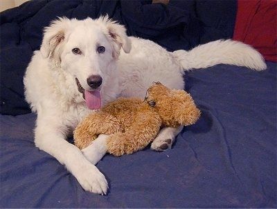 Anjing Akbash putih jenis besar berbaring di atas selimut dengan Teddy Bear berwarna coklat.