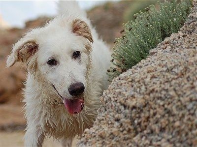 Anjing Akbash putih yang basah berdiri di sebelahnya dan melihat batu besar yang mempunyai tumbuh-tumbuhan hijau di luarnya.