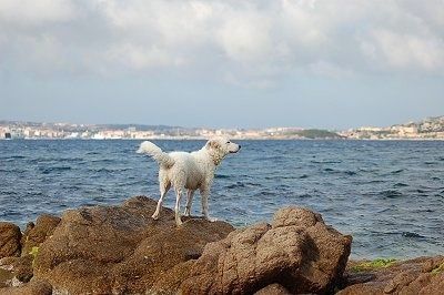 एक सफेद अकबश कुत्ते की पीठ एक चट्टान पर खड़ी है और एक पानी के शरीर को देख रही है। कुत्ता हवा को सूंघ रहा है।