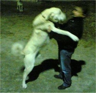 Anjing Akbash putih keturunan besar melompat ke arah seorang lelaki. Anjing setinggi lelaki itu