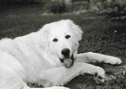 Црно-бела фотографија срећног изгледа, крупне расе, дебело пресвученог пса Акбасх који лежи у шуми. Има тамне очи и уши које висе до бокова главе. Пас