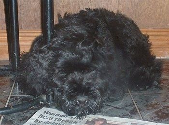 سیاہ روسی ٹیریر کا کتا ایک اخبار کے سامنے ٹائلڈ فرش پر بچھاتا ہوا
