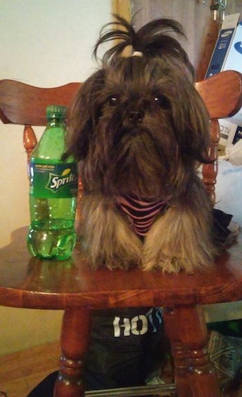 Čínsky cisársky pes Izzy Bitsy Roberts sedí na drevenej kuchynskej stoličke a vedľa nej je plastová fľaša Sprite.