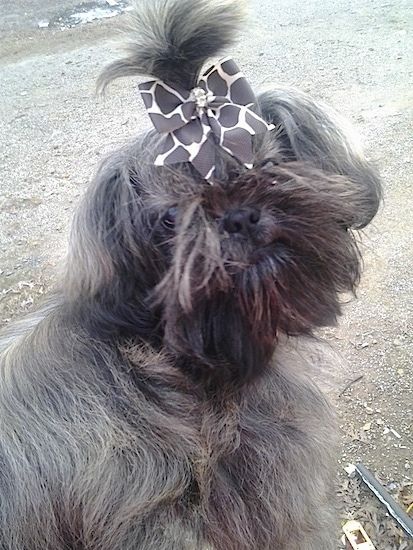 Izzy Bitsy Roberts, китайското императорско куче, с лента за печат на жираф в косата си, поглеждаща към държача на камерата