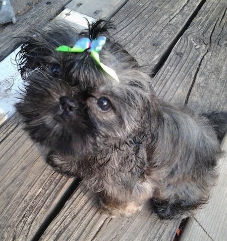 Izzy Bitsy Roberts de Chinese keizerlijke hond als puppy zit op een houten veranda met een blauw en groen lint in haar haar en ze is een beetje nat