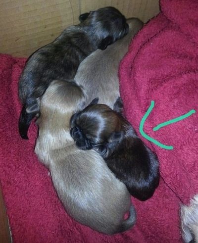 ทารกแรกเกิดของลูกสุนัขจักรพรรดิจีน 4 ตัวกำลังนอนอยู่ในผ้าห่มสีแดง มีลูกศรสีเขียวซ้อนทับชี้ไปที่ Izzy Bitsy Roberts