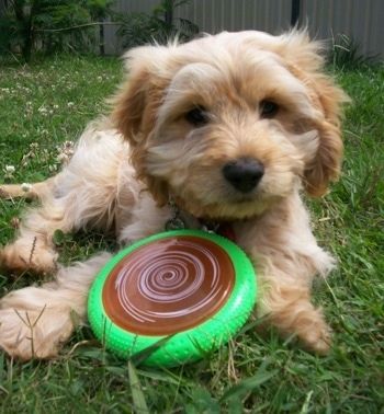 Sausainis, kurį „Cockapoo“ šuniukas deda kieme, o viduryje tarp dviejų priekinių letenų yra žalias frizis su rudos ir baltos spalvos sūkuriu.