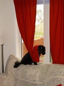 Eebenipuu must Cockapoo istub akna ees pruunika diivani seljas ja selga on punane kardin
