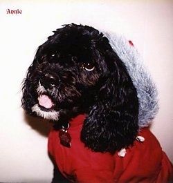 Iš arti - Annie juoda Cockapoo vilki raudoną paltą ir kalėdinę kalėdinę Santa kepurę. Viršutiniame vaizdo kampe yra maži žodžiai - Annie