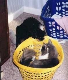 Juodas ir įdegęs „Cockapoo“ šokinėja į šoną ir žiūri į geltoną skalbinių krepšį, kuriame yra katė.