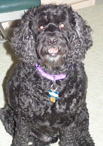 Blizgiu, juodu, garbanotu kailiu šuo, ilgomis kabančiomis ausimis, dėvintis violetinę antkaklį, atsisėdęs name ant įdegio kilimo.