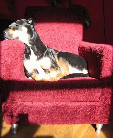 Seekor anjing Rott Pei berwarna hitam dengan telinga kecil dilipat sedang tidur di kerusi lengan merah.