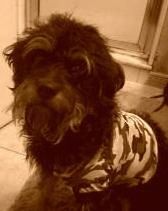 Sepijos tonu atvaizduotas juodo Rottle šuns, dėvinčio camo marškinėlius, vaizdas. Jis laukia.