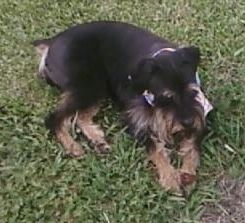 מבט מלמעלה למטה של ​​כלב שחור עם שזוף שזוף המונח בדשא.