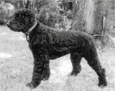 Lijevi profil - crno-bijela fotografija Rottlea koji stoji u travi uz veliko drvo i gleda ulijevo.