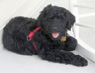 Sprednja desna stran črnega valovitega mladička Rottle, ki nosi rdeč pas na verandi in se veseli. Njegova usta so odprta, jezik je zunaj in videti je, kot da se smehlja.