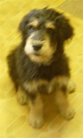 Vista frontal: un gosset Rottle negre i marró marró està assegut en un terra de rajoles grogues, mira cap amunt i gira cap a l