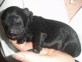 Nahaufnahme - Ein winziger neugeborener schwarzer Rottle-Welpe schläft in der Hand einer Person.