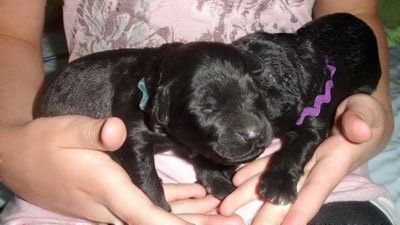 Tutup - Dua anak anjing kecil Rottle hitam yang baru lahir dipegang dengan tangan. Anak anjing itu