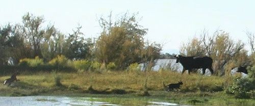 Dva ameriška modra Lacys se igrata na pasu zemlje, ki je med vodnim telesom.