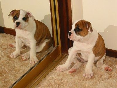 Rudas su baltu ir juodu Australijos buldogo šuniukas sėdi priešais durų veidrodį ir jis žiūri į save veidrodyje.