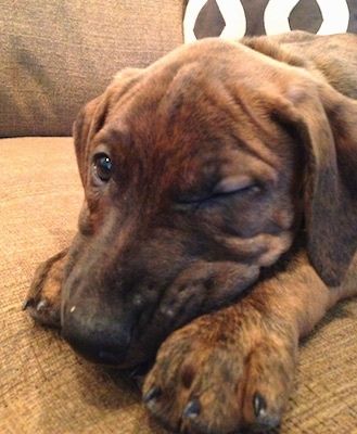 Närbild - En brun brindle Boxerman valp lägger sig över en soffa med ett öga öppet.