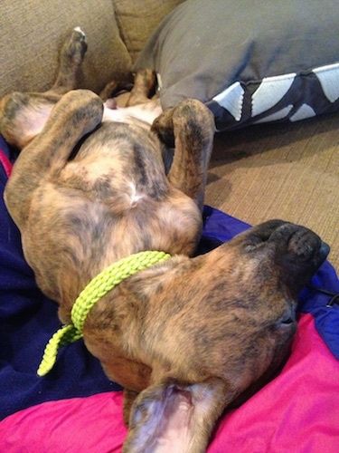 Närbild - En brun brindle Boxerman valp sover på ryggen, på en soffa.