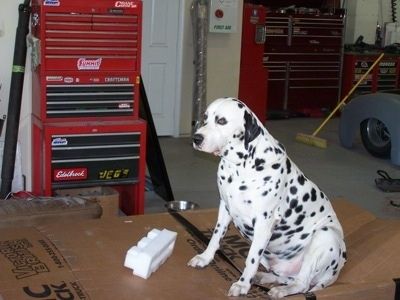 Dalmador Louie sidder i en garage på en pap og ved siden af ​​en stor værktøjskasse