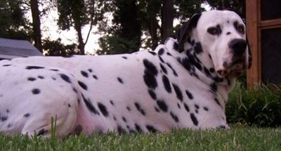 Louie, o Dalmador, está deitado do lado de fora na grama ao lado da esquina de uma casa