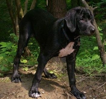 17 savaičių amžiaus Dalmador šuniukas stovi purve priešais porą medžių